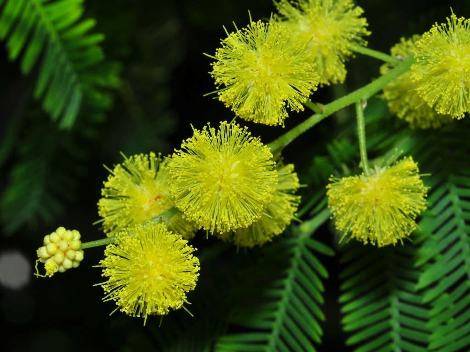 Мимоза описание растения. Мимоза Acacia dealbata. Acacia dealbata (Акация). Акация серебристая Мимоза. Акация серебристая (Acacia dealbata).