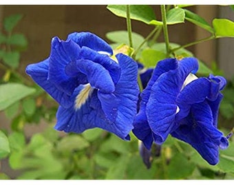 Clitoria ternatea blue double - Pois papillon, fée bleue, reine bleue Graines