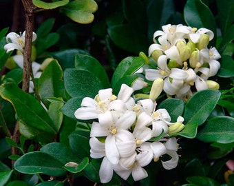 Murraya Paniculata - Orange Jasmine - Extremely Fragrant Flowers jocad - 5 Seeds