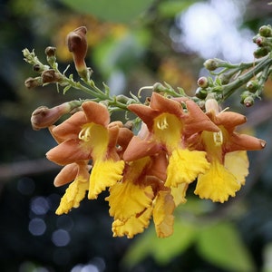 Gmelina arborea Seeds - Gambhari Gamhar Snapdragon White Teak - 5 Seeds