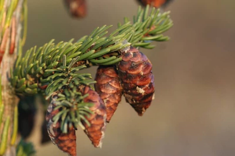 Abies Nobilis Procera Noble Fir Red Fir Christmas Tree XMAS Etsy