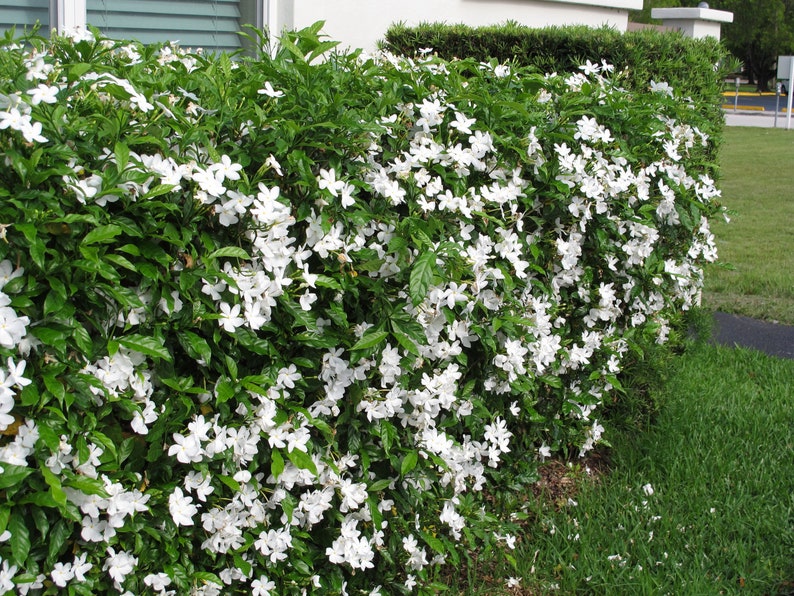 Tabernaemontana divaricata Crape Jasmine, East India Rosebay 5 seeds image 6