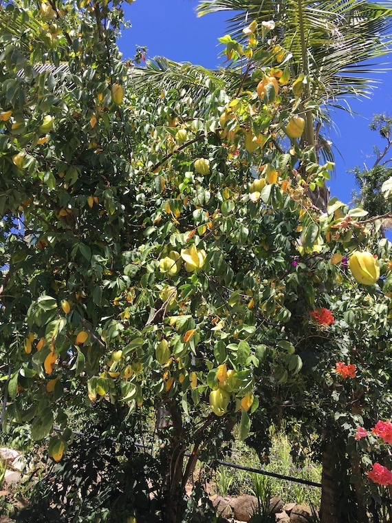 Graines D'Arbustes Arbres Fruitiers Caramboles Averrhoa Carambola - Chinamarket