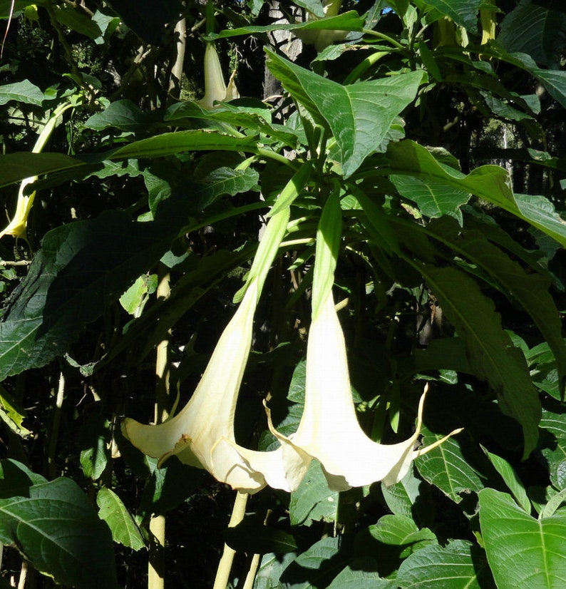 Brugmansia arborea Angel Trumpet Trompe of Angels Tree Flower Venus 20 Seeds image 6