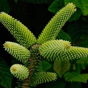 Abies pinsapo 10 Seeds - Spanish Fir
