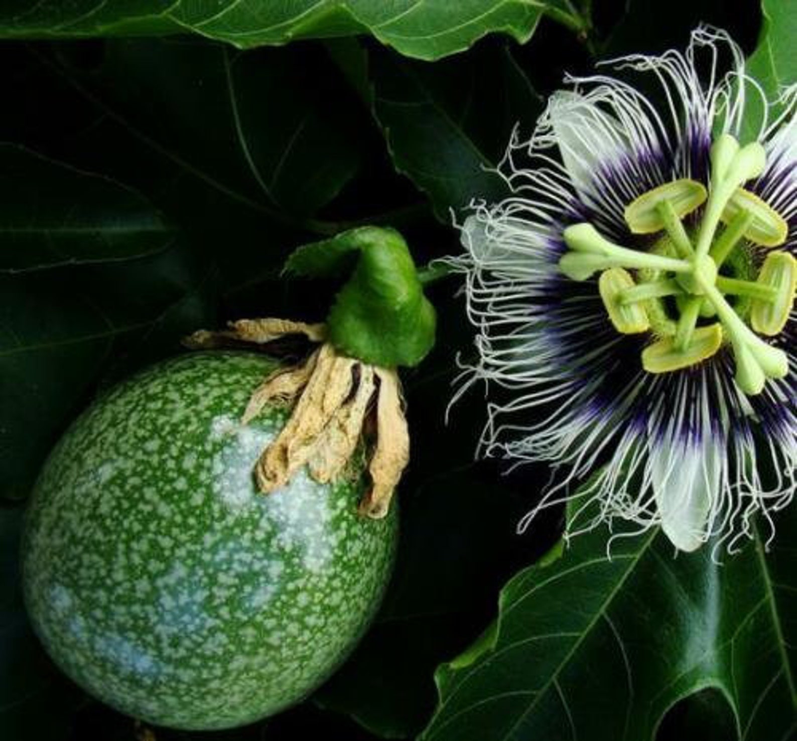 Passiflora Edulis F. flavicarpa Passion Frucht Sweet Passion 50 Samen