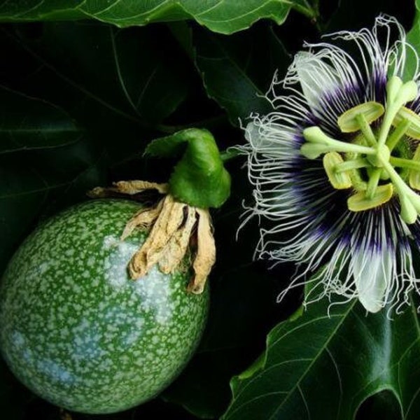 Passiflora Edulis F. flavicarpa Passion Fruit Sweet Passion 50 Graines