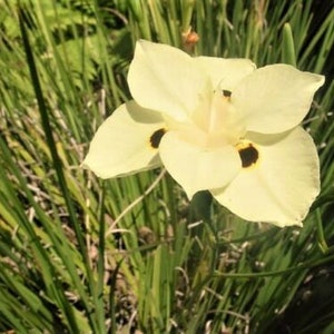 10 Dietes Bicolor Seeds YELLOW AFRICAN IRIS Fortnight Lily Butterfly Flag Flower Seeds image 7