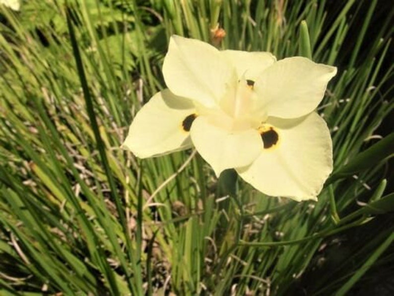 10 Dietes Bicolor Seeds YELLOW AFRICAN IRIS Fortnight Lily Butterfly Flag Flower Seeds image 7