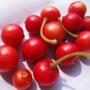 Muntingia Calabura 50 Seeds Jamaican Cherry Rare Tropical Sweet Fruit image 6