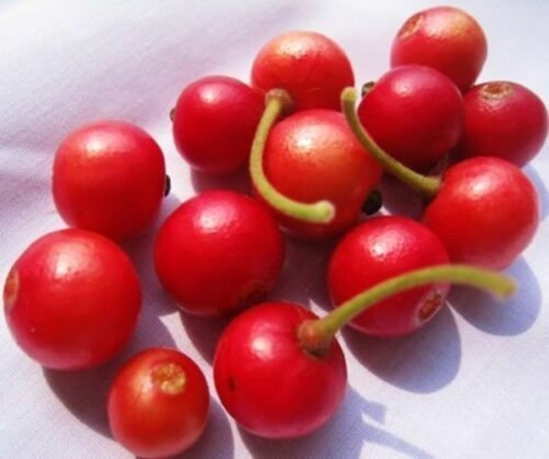 Muntingia Calabura 50 Seeds Jamaican Cherry Rare Tropical Sweet Fruit image 6