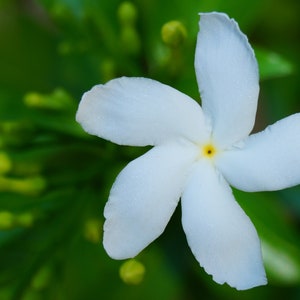 Tabernaemontana divaricata Crape Jasmine, East India Rosebay 5 seeds image 5