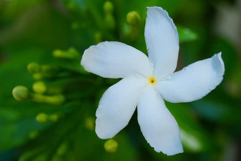 Tabernaemontana divaricata Crape Jasmine, East India Rosebay 5 seeds image 5