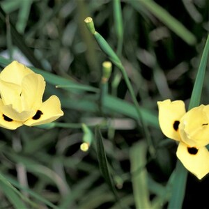 10 Dietes Bicolor Seeds YELLOW AFRICAN IRIS Fortnight Lily Butterfly Flag Flower Seeds image 5