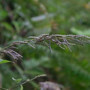 Desmodium gangeticum Seeds Salparni 10 Seeds image 2