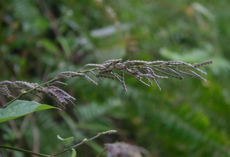 Desmodium gangeticum Seeds Salparni 10 Seeds image 2