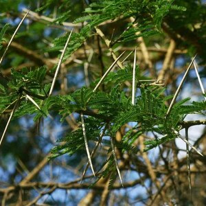 Acacia sieberiana Paperbark Thorn 10 Seeds image 2