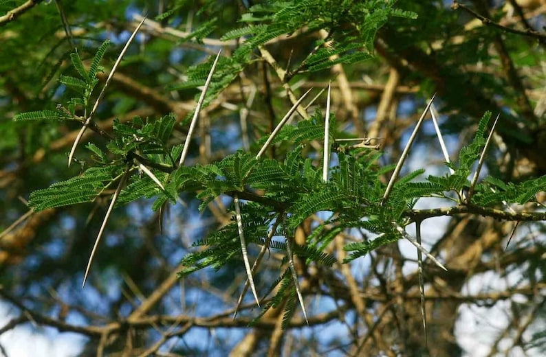 Acacia sieberiana Paperbark Thorn 10 Seeds image 2