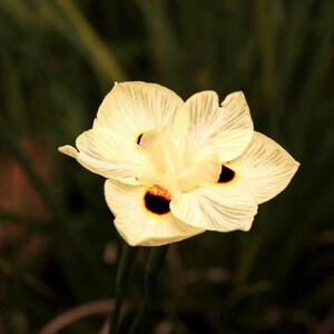 10 Dietes Bicolor Seeds YELLOW AFRICAN IRIS Fortnight Lily Butterfly Flag Flower Seeds image 8