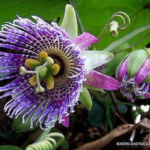 Passiflora ligularis 40 Seeds Sweet Passion Fruit Sweet Granadilla Maracuja image 1