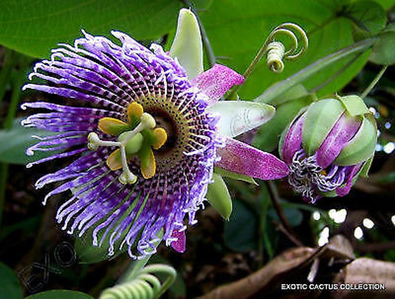 Passiflora ligularis 40 Seeds Sweet Passion Fruit Sweet Granadilla Maracuja image 1