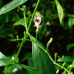 Puede incluir: Primer plano de una flor blanca con marcas marrones en una planta verde. La flor tiene cinco pétalos y está en flor. La planta tiene hojas largas y estrechas y está creciendo en un jardín.