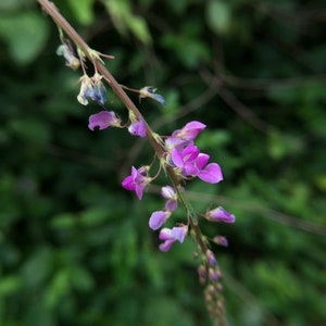 Desmodium gangeticum Seeds Salparni 10 Seeds image 1