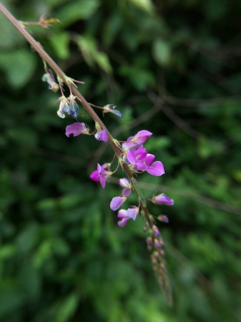 Desmodium gangeticum Seeds Salparni 10 Seeds image 1