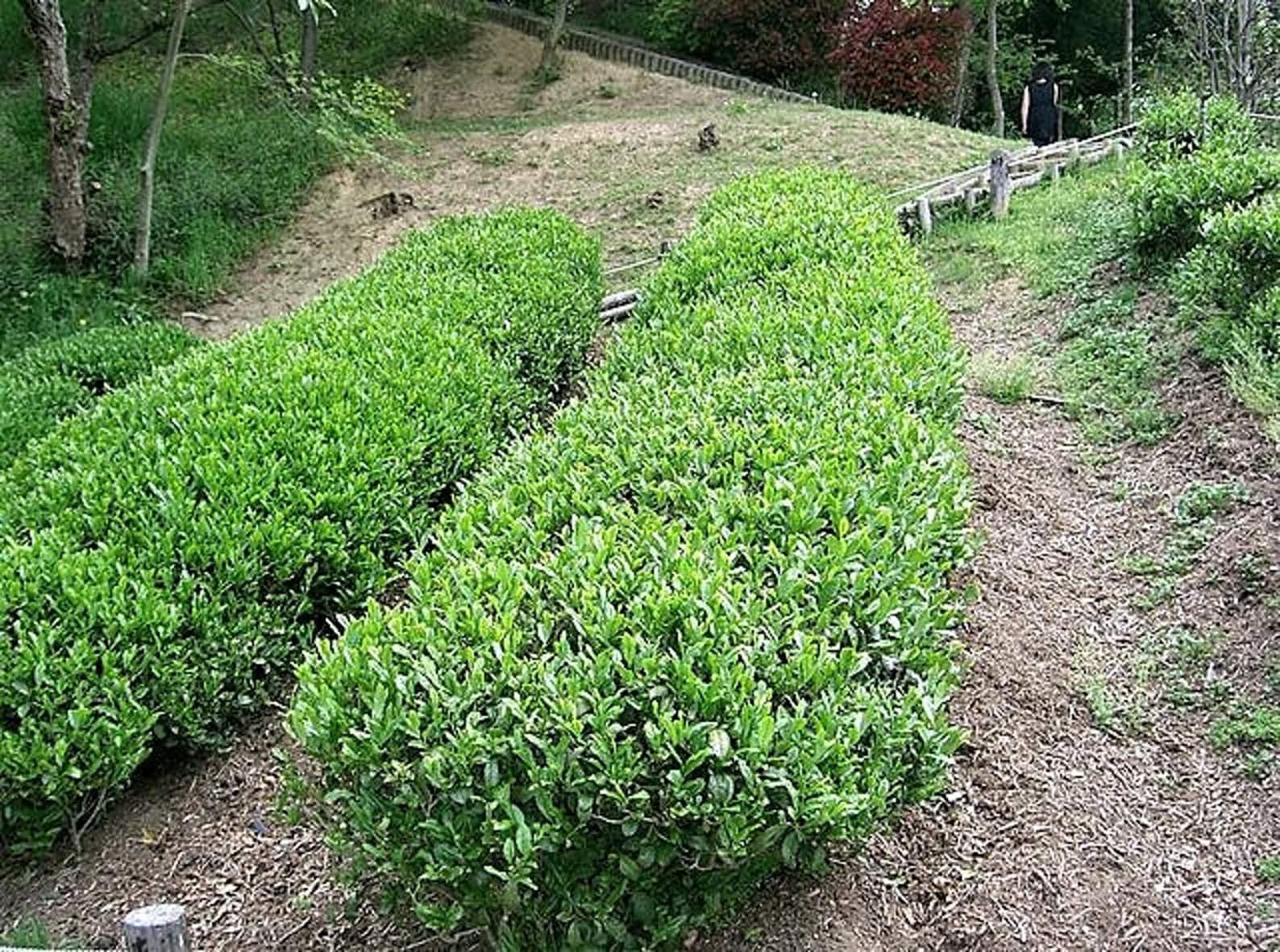 Camellia Sinensis Darjeeling Tea Plant 5 Seeds Etsy Canada