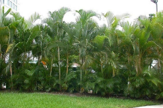 Dypsis Lutescens 5 Seeds, Golden Cane Areca Palm Tree - Etsy Israel