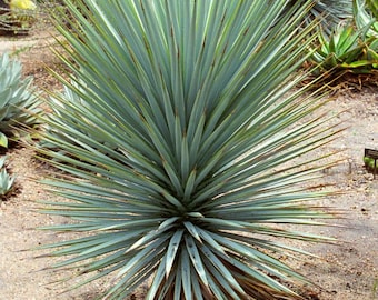 ユッカ リギダ - ブルーユッカ - 10 種子 - Etsy 日本