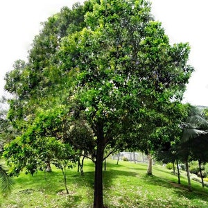 100 Acacia mangium Seeds, Black Wattle Seeds , Hickory Wattle, Mangium Seeds 画像 5