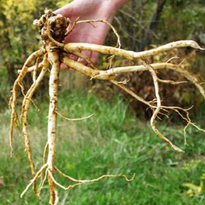 Staudenkraut Astragalus Membranaceus Propinquus Kräutertee Milchkästchen 50 Samen