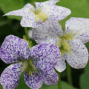 May include: Three flowers with five petals each, featuring a white base colour densely covered in small, irregular purple speckles. The centre of each flower displays a soft, pale yellow hue, with delicate green stems visible beneath the blooms.