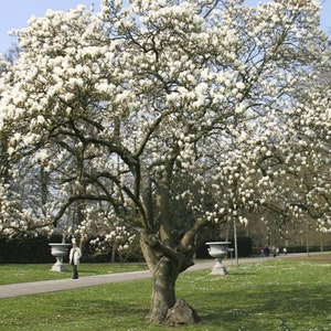 Magnolia Kobus, stellata star estrellada / Magnolia soulangeana, Saucer 10 Seeds image 10