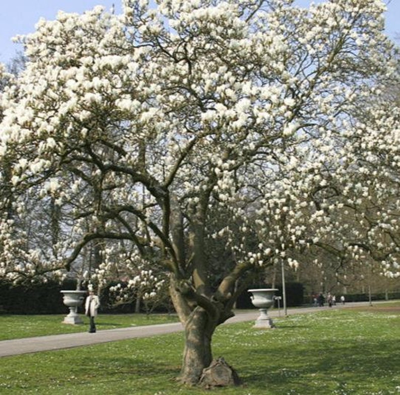 Magnolia Kobus, stellata star estrellada / Magnolia soulangeana, Saucer 10 Seeds image 10