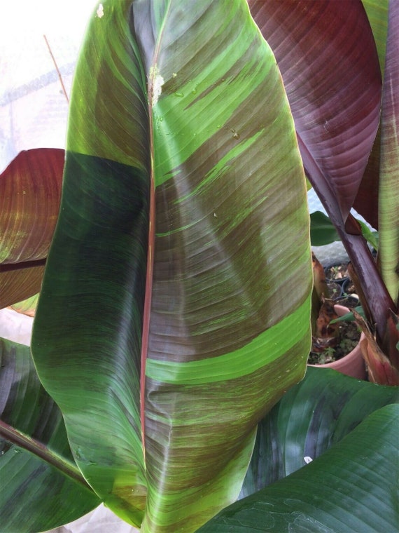 Musa sikkimensis レッドタイガーシード - ダージリンバナナ - 5粒