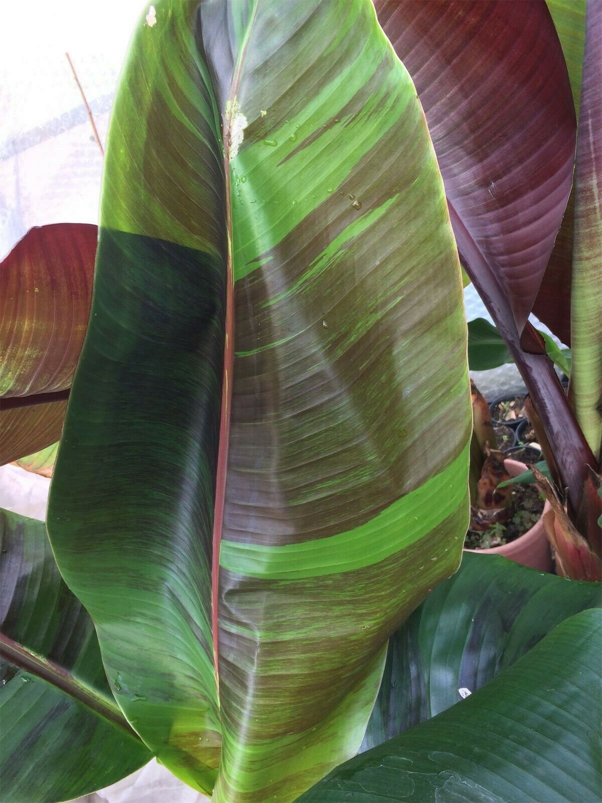 Musa sikkimensis レッドタイガーシード - ダージリンバナナ - 5粒