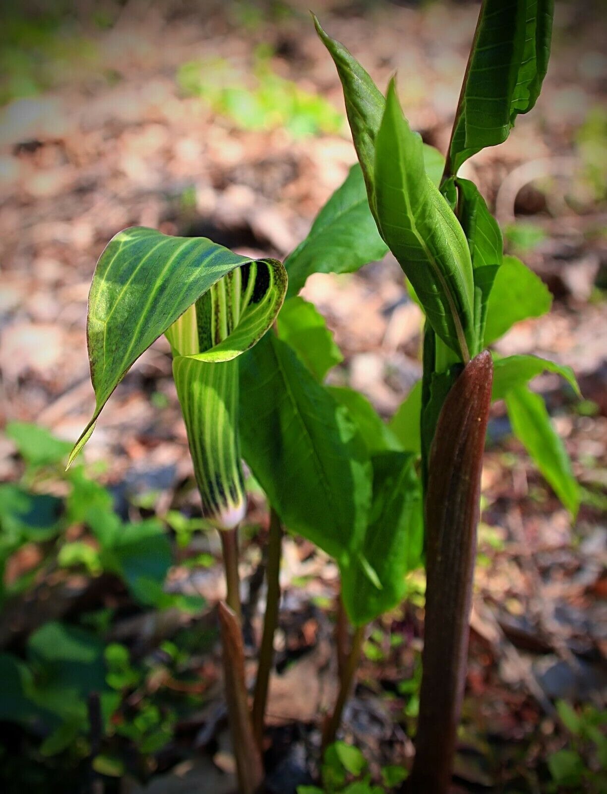 Arisaema Tortuosum Seeds - Whipcord Cobra Lily - 5 Seeds - Etsy
