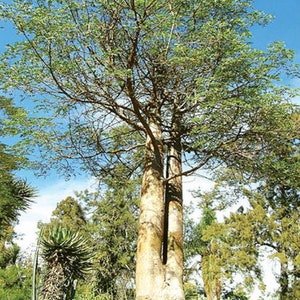 Delonix Decaryi Flamboyant poinciana tree VERY RARE bonsai plant 5 Seeds image 6