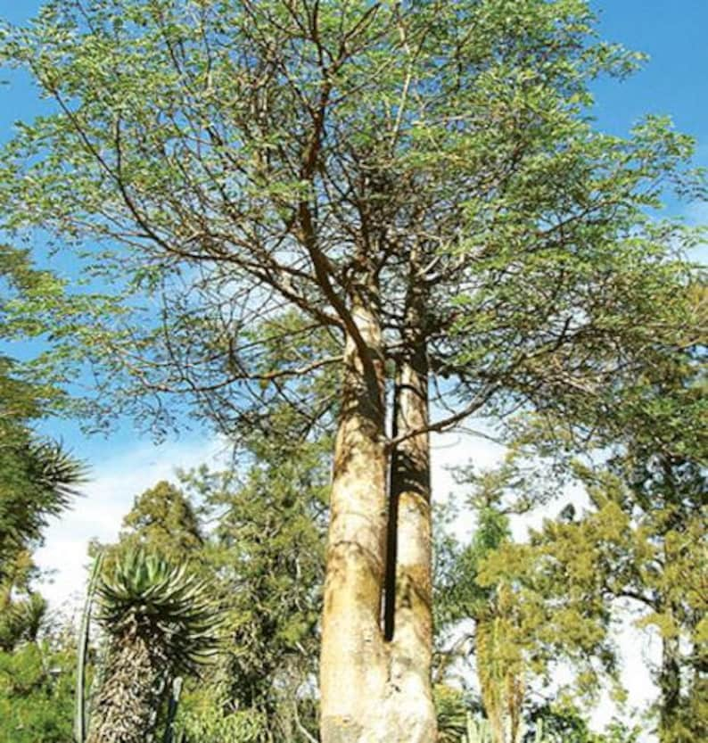 Delonix Decaryi Flamboyant poinciana tree VERY RARE bonsai plant 5 Seeds image 6