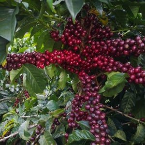 Op de afbeelding: Een tak van een koffieplant die zwaar beladen is met trossen rijpe, dieprode koffiebessen. De kleine, ronde, glanzende vruchten zitten dicht opeengepakt langs de houtachtige stengels, omringd door talloze donkergroene, puntige, wasachtige bladeren.