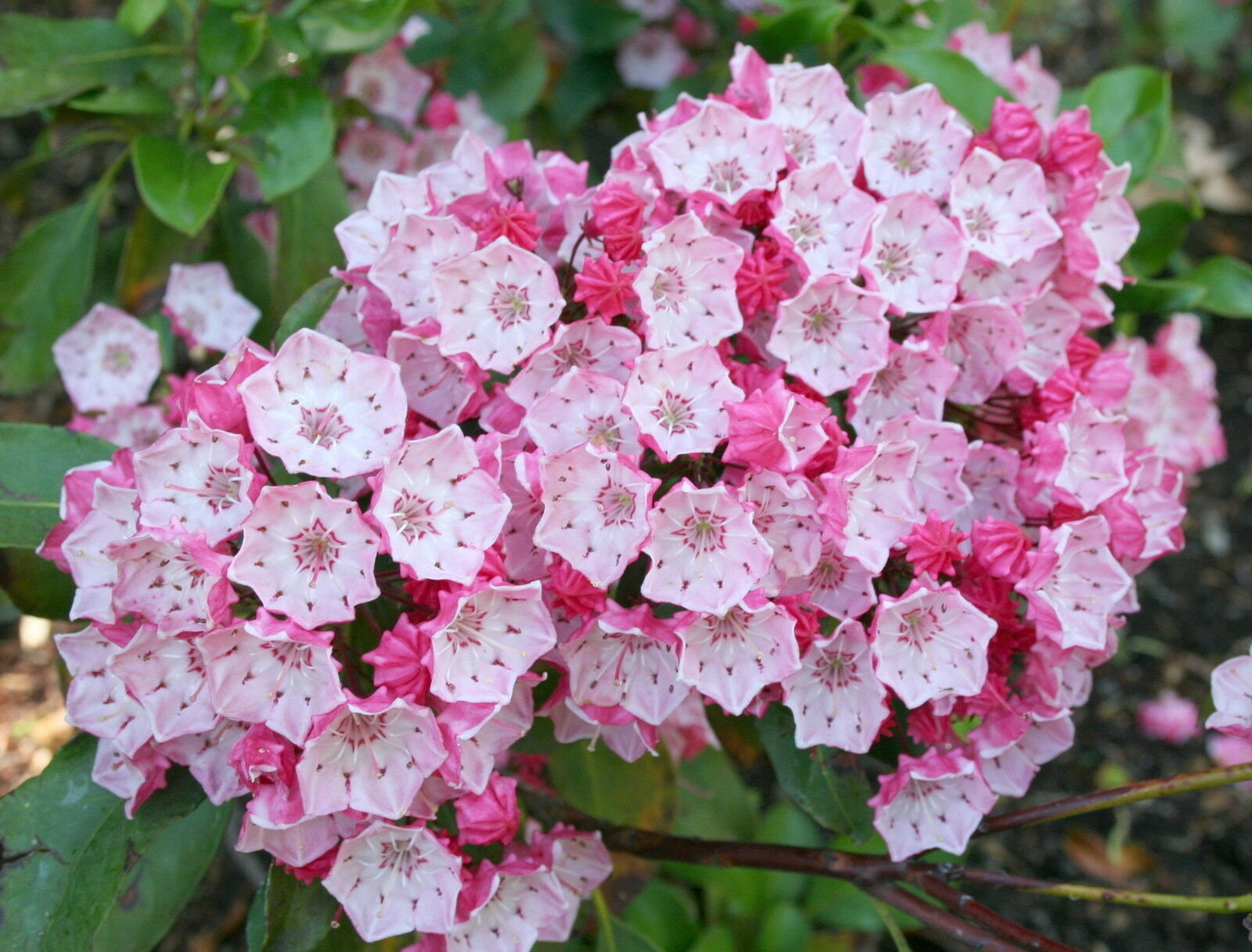 Kalmia Latifolia (Mountain Laurel) Seeds - 50 Seeds For Planting Kalmia  Latifolia For Sale