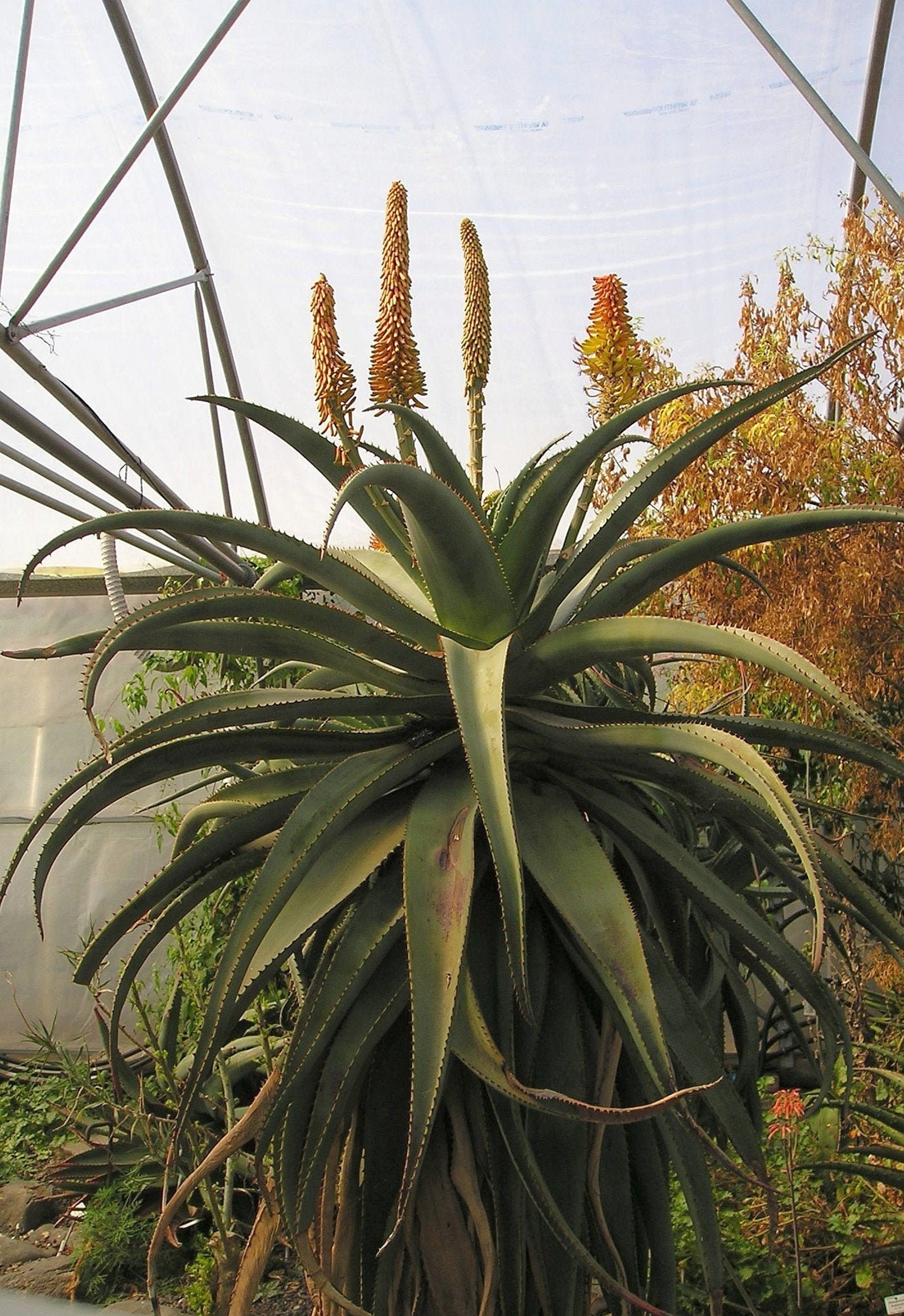 Aloe Africana - Amazing African Aloe - 15 Seeds - Etsy Canada