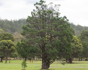 Callitris rhomboidea Samen, Oyster Bay Pine - 10 Samen