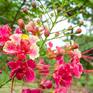 Semi rosa di Caesalpinia pulcherrima - Poinciana nana - 10 semi - Barbados Pride