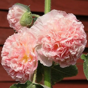 Puede incluir: Primer plano de tres flores de malva rosa con pétalos rizados. Las flores están en flor y tienen un aspecto delicado y suave.