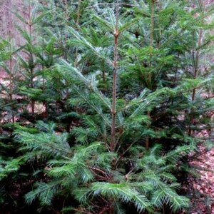 Abies pindrow West Himalayan Fir 20 Seeds image 6