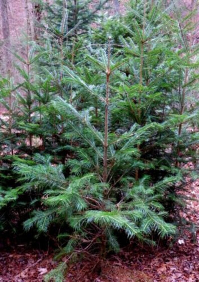 Abies pindrow West Himalayan Fir 20 Seeds image 6