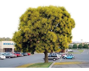 Puede incluir: Un árbol grande y maduro con un follaje denso de color verde amarillento destaca en el centro de un estacionamiento pavimentado. El árbol presenta una copa redondeada y un tronco marrón grueso y texturizado, rodeado de autos estacionados.